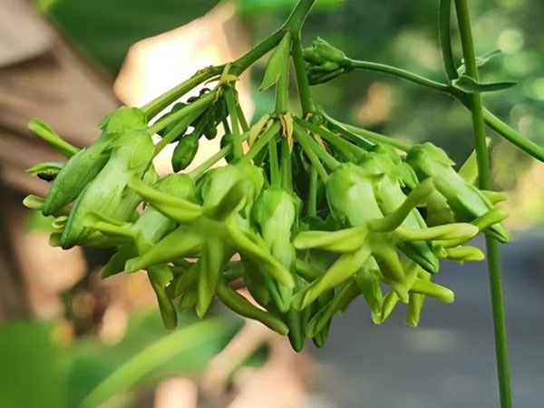 Vận mệnh bỗng vụt sáng khi trông thấy hoa thiên lý