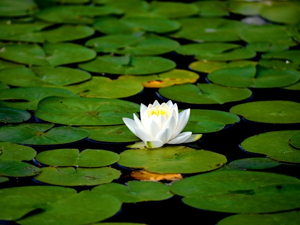 Trông thấy được tặng bông hoa súng