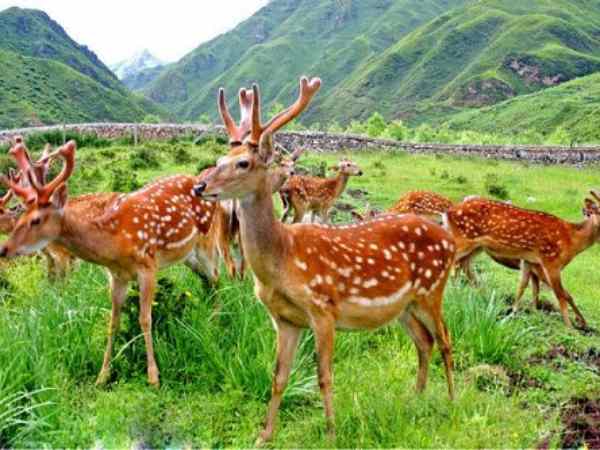 Mơ thấy con hươu trong rừng
