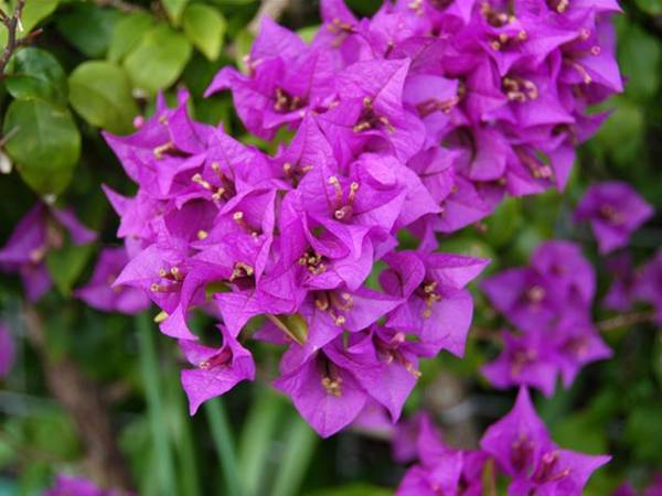 Nằm mộng thấy hoa giấy nở rực rỡ trước nhà