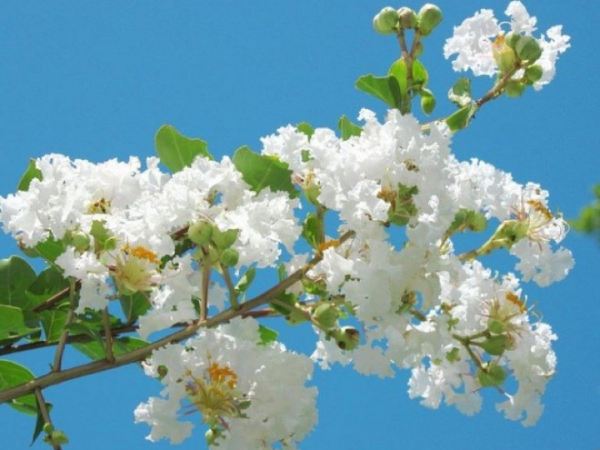 Nằm mơ thấy hoa nở trên cây đem tới thông điệp gì? Nằm mơ thấy hoa nở trên cây đem tới thông điệp gì?