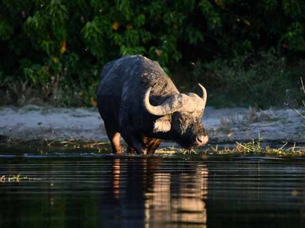 Con số may mắn tuổi Quý Sửu hôm nay có giúp đổi vận?