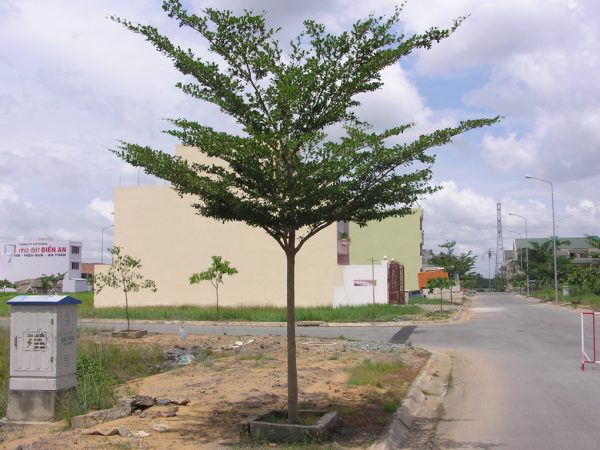 Nằm mơ thấy cây bàng bị cháy hoặc có lửa