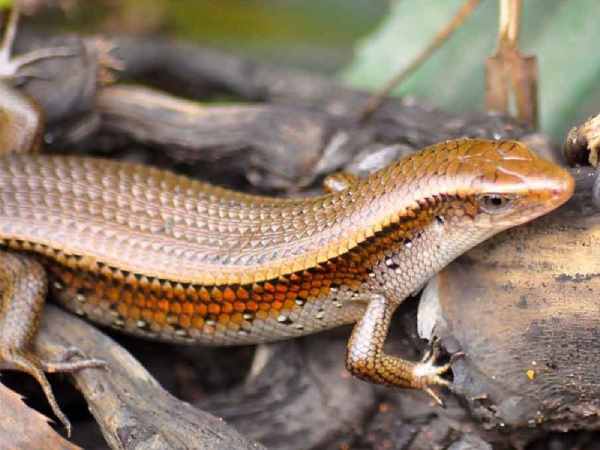 Chiêm bao thấy rắn mối chết