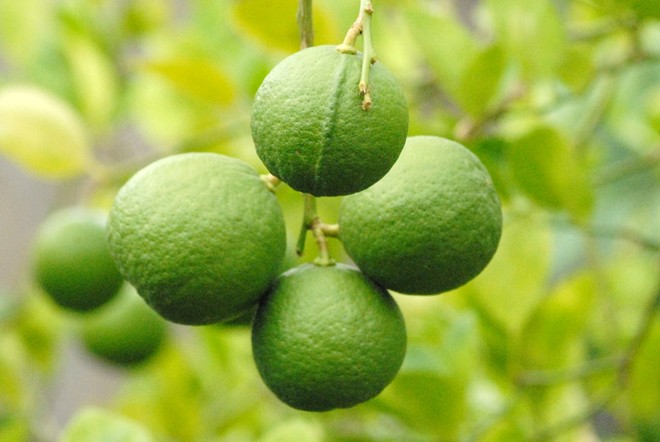 Mơ thấy mình mua hoặc bán chanh