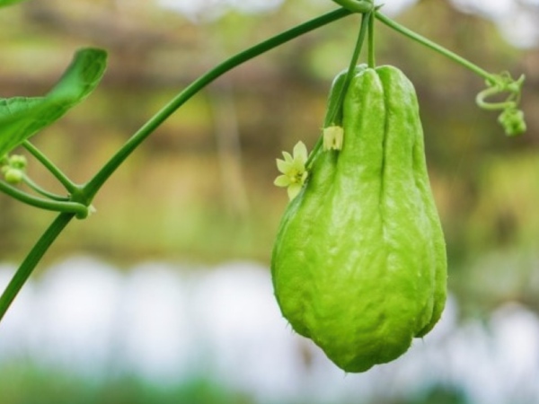 Nằm mơ thấy quả su su ẩn ý điềm báo gì?