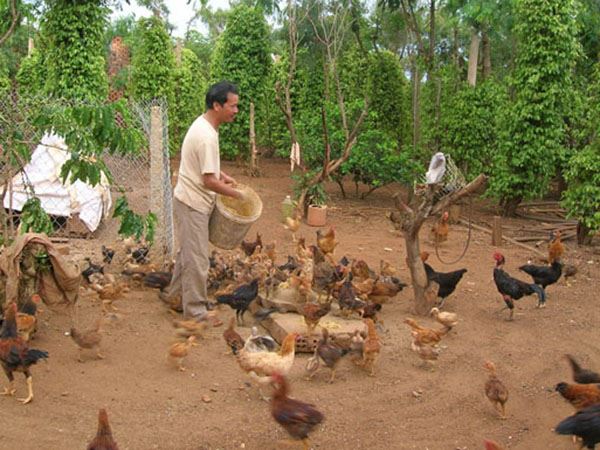 Mơ thấy bắt gà là điềm gì, có phải điềm lành gõ cửa?