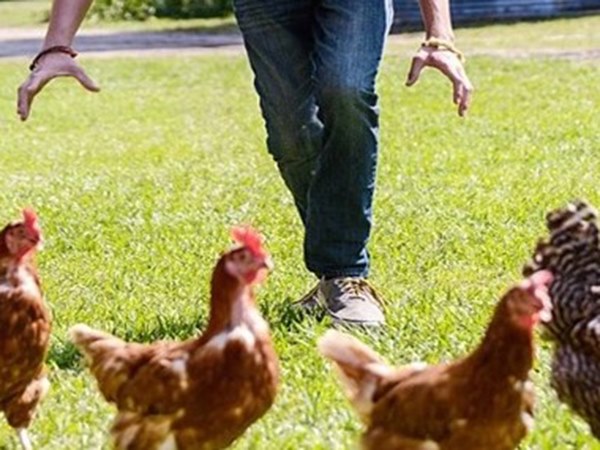 Mơ thấy bắt gà là điềm gì, có phải điềm lành gõ cửa?