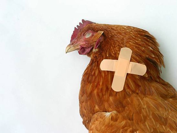 Mơ thấy gà chết có điềm báo gì, ý nghĩa như nào?