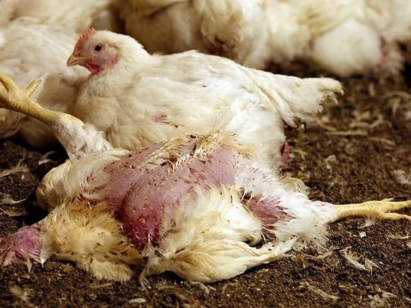 Mơ thấy gà chết có điềm báo gì, ý nghĩa như nào?