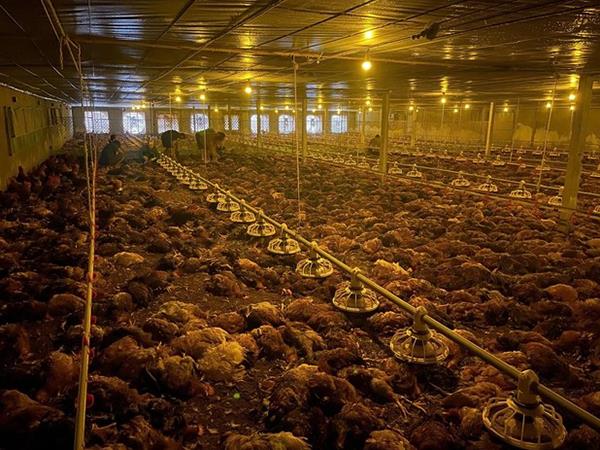 Mơ thấy gà chết có điềm báo gì, ý nghĩa như nào?