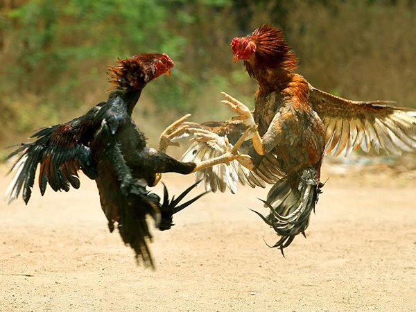 Nằm mơ thấy gà chọi phản ánh điều gì sắp đến?