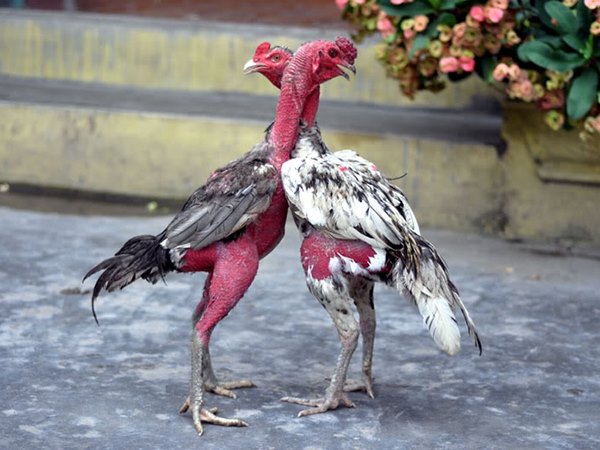 Nằm mơ thấy gà chọi phản ánh điều gì sắp đến?