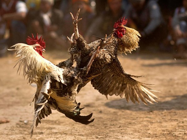 Nằm mơ thấy gà chọi phản ánh điều gì sắp đến?
