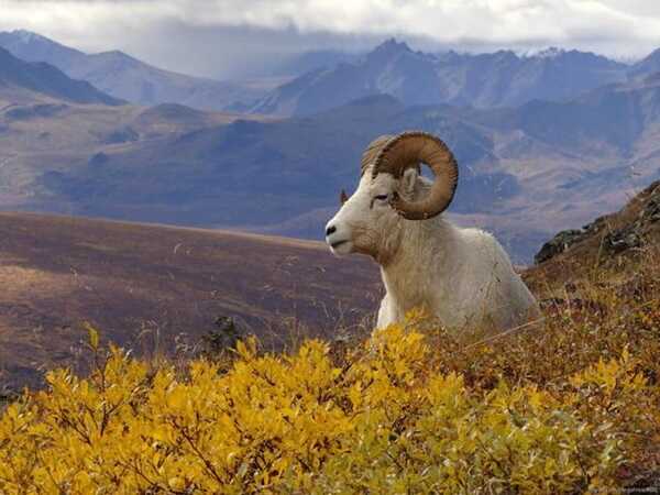 Cặp số đẹp tuổi Mùi 24/10/2025 hôm nay mang tài lộc đến