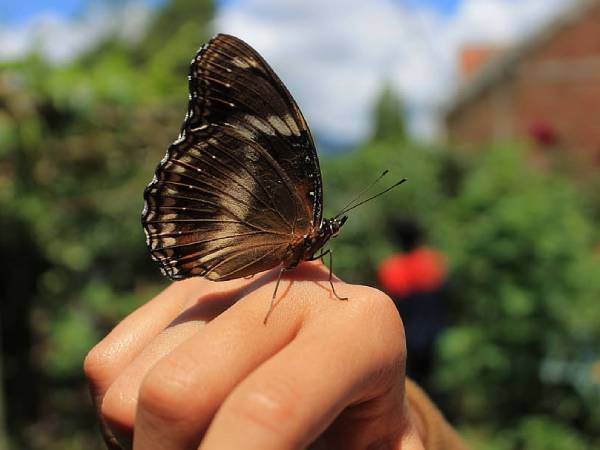 Phân tích ý nghĩa giấc mơ thấy bướm bay vào nhà có ý nghĩa gì?