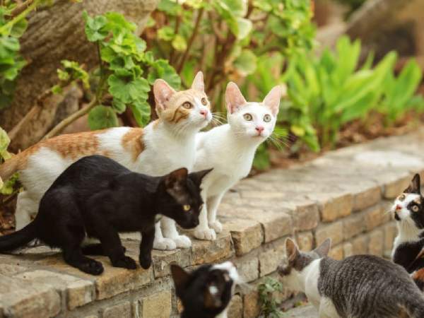 Nằm mê thấy mèo con lạ xuất hiện trong nhà