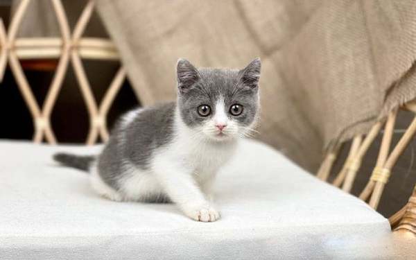 Chuyên gia lý giải nằm mơ thấy mèo vào nhà là điềm gì?