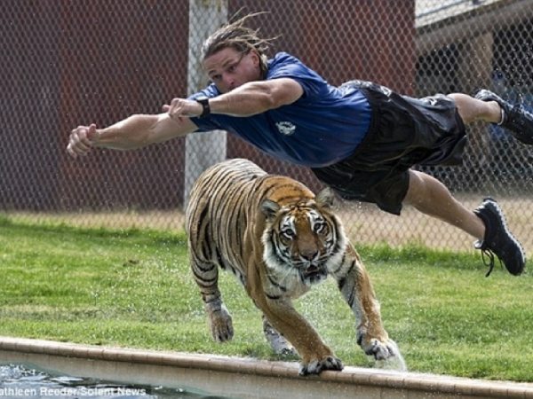 Nằm mơ thấy hổ đuổi có con gì phát tài có điềm báo gì