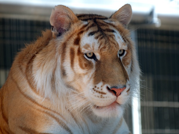 Nằm mơ thấy hổ vàng có con gì may mắn có ý nghĩa gì