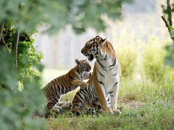 Nằm mơ thấy hổ con là điềm gì, con số gì phú quý?