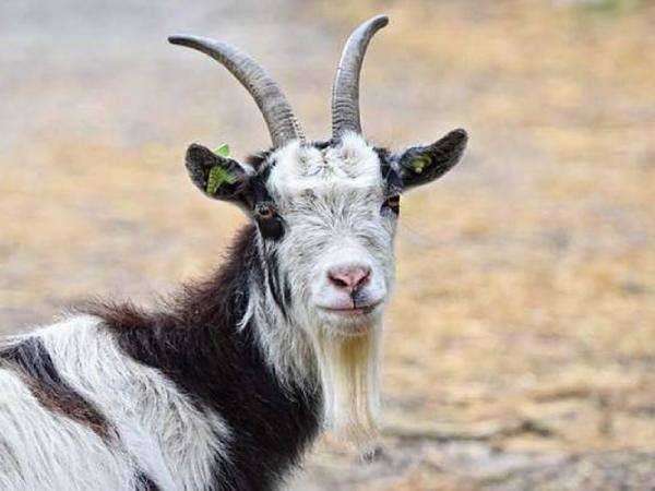 Con số tài lộc ngày 2/4 tuổi Mùi theo từng tuổi Mùi