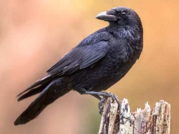 Giải mã con quạ số mấy, con quạ số gì siêu chính xác?