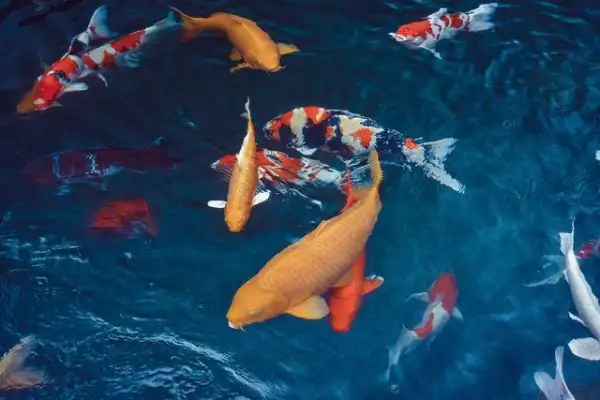 Mơ thấy cá bơi trong nước Mơ thấy cá bơi trong nước
